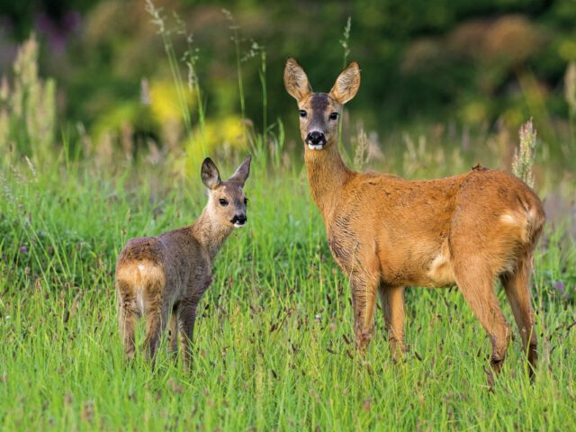 Zukunft gestalten: Wer seinen Nachlass dem Schutz der Natur widmet, hinterlässt bleibende Spuren