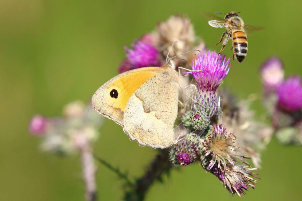 Teichwiesentag im Naturschutzgebiet Volksdorfer Teichwiesen