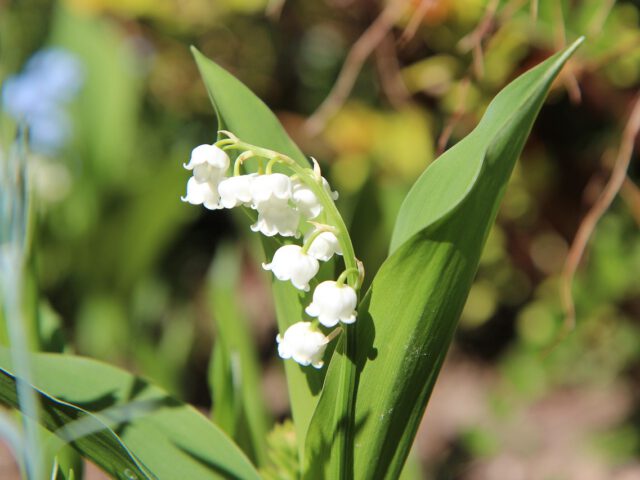 Gartenwissen im Botanischen Sondergarten Wandsbek